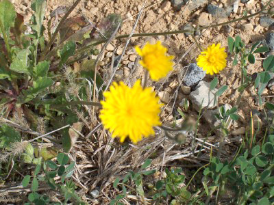 2006-04-23 Paddeln Osterurlaub an der Ard�che 041