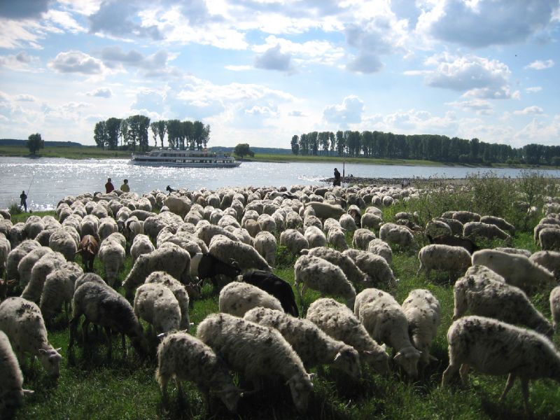 2006-08-13 Rhein K�ln (93)